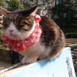 湯島天神の猫
