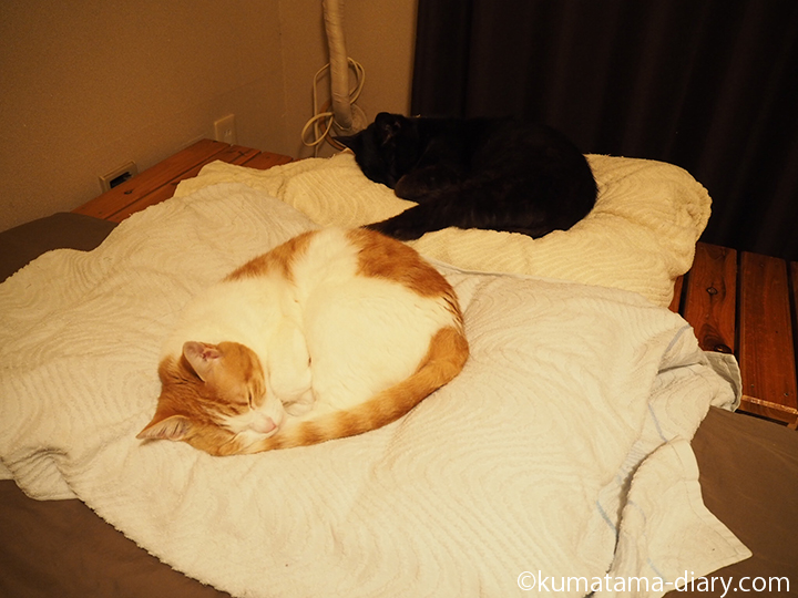 バスタオルの上で寝る猫