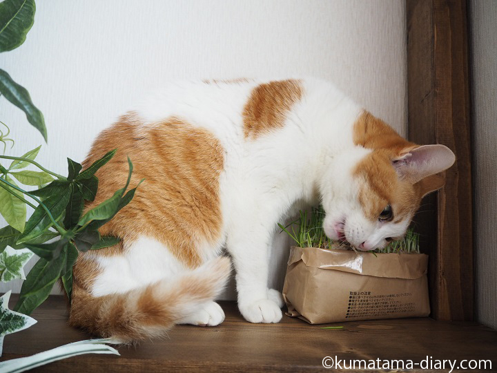猫草を食べる猫