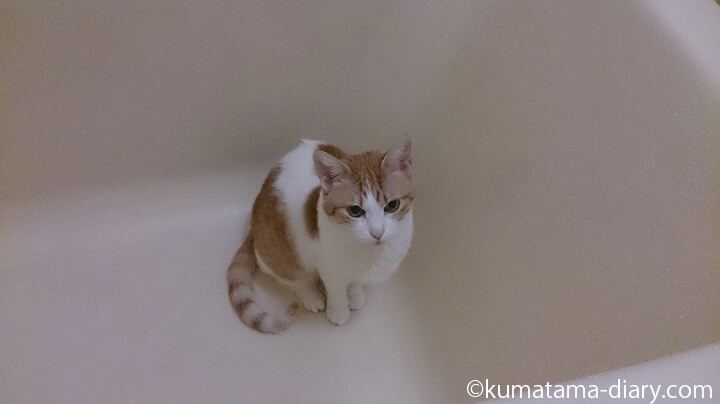 お風呂好きな猫