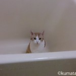 お風呂が好きな猫