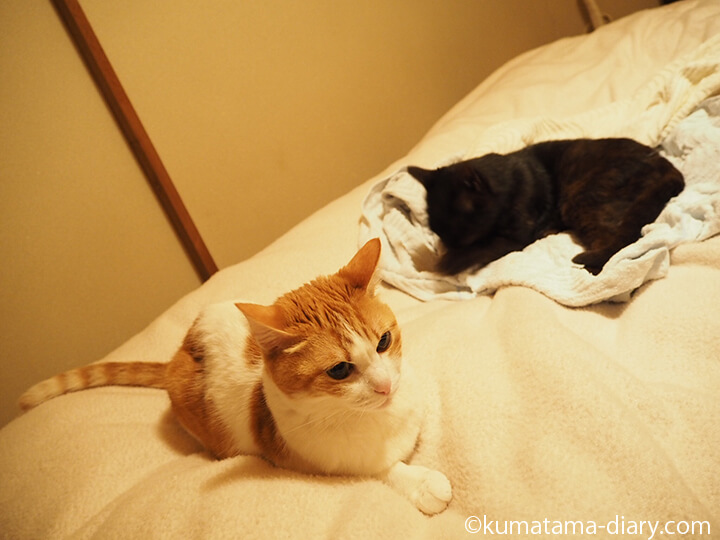 布団乾燥機と猫