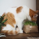 小腹がすいたら猫草を食べる猫【動画】