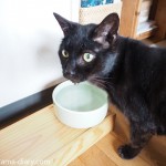 猫が水をたくさん飲むようになる容器「ヘルスウォーターボウル」