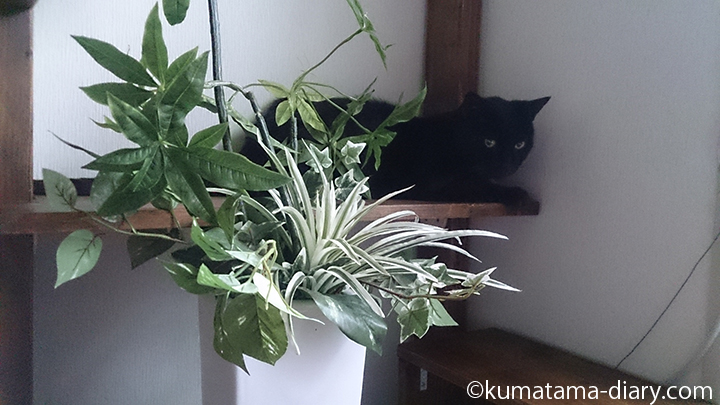 植物と猫
