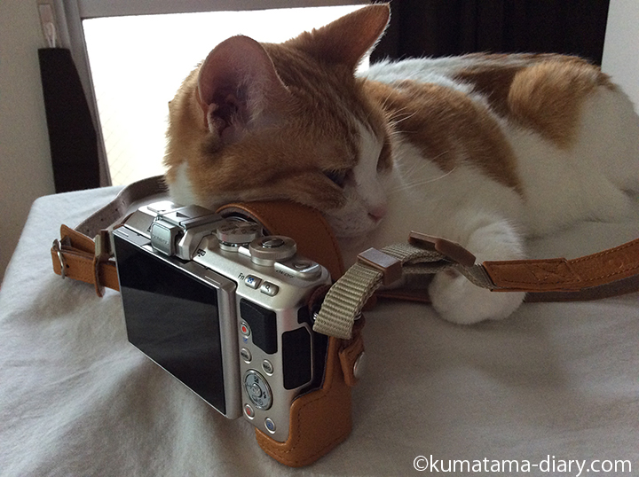 カメラを枕にする猫