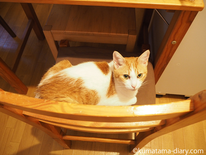 椅子を占領する猫