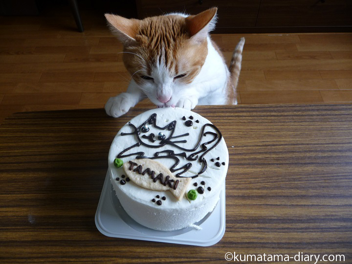 ケーキを舐める猫