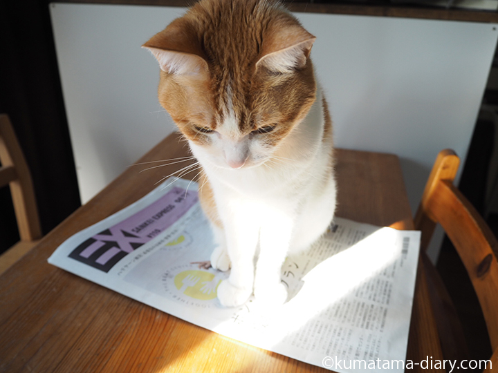 新聞の上に乗る猫