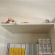 本棚の上の猫