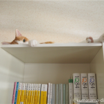 本棚の上で寝る猫
