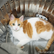 洗濯槽の中の猫
