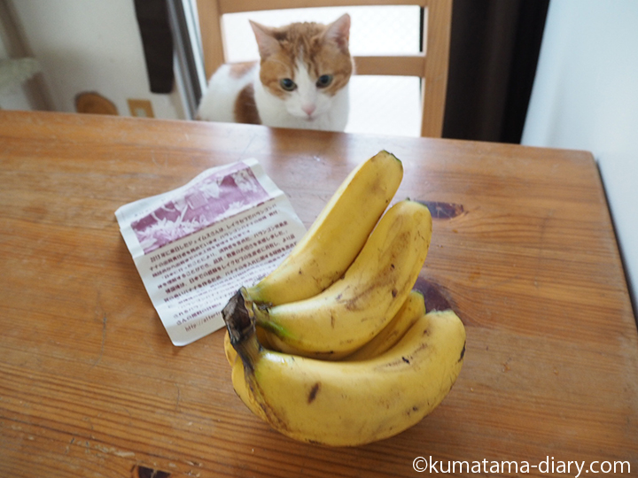 バナナを見つめる猫