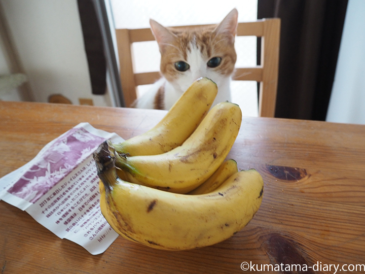 バナナのにおいをかぐ猫