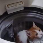 ケンカして、洗濯機の中に逃げる猫