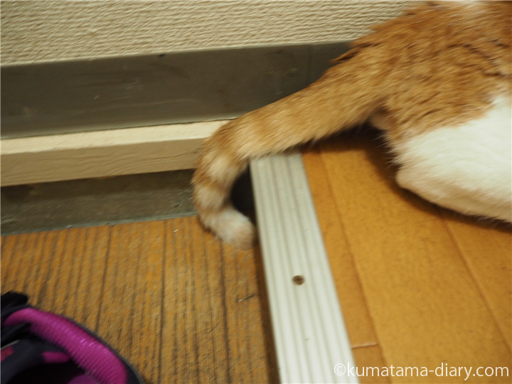 しっぽが玄関の床にくっついている猫
