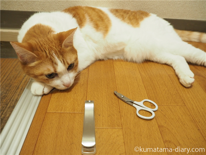 ネコ専用の爪切り「猫 爪切り 国産 SUWADA nekozuki ニッパー ブラック」を買いました