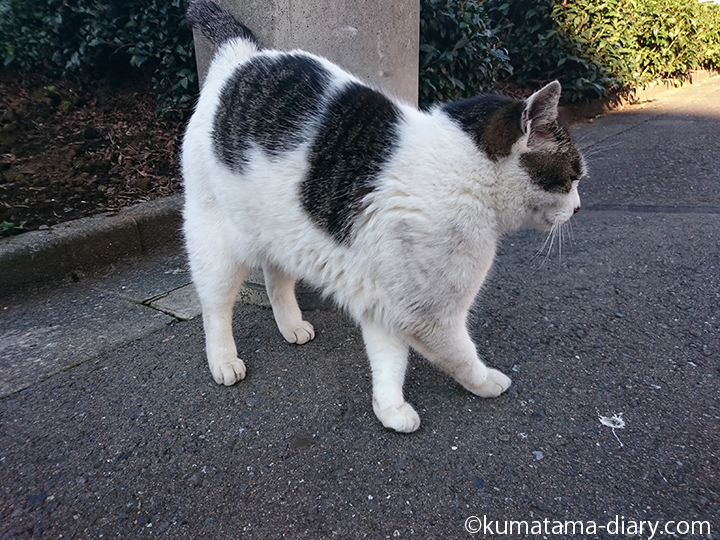 近所のキジトラ白猫さん