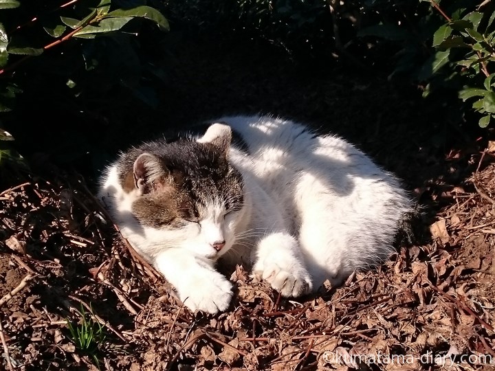 茶畑のキジトラ白猫