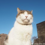 谷中墓地のキジトラ白猫さん