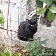 中村橋の黒猫さん