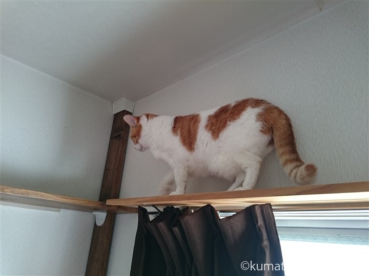 カーテンレールの上の猫