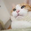 キャットタワーの猫の顔