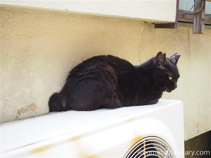 室外機の上の黒猫さん
