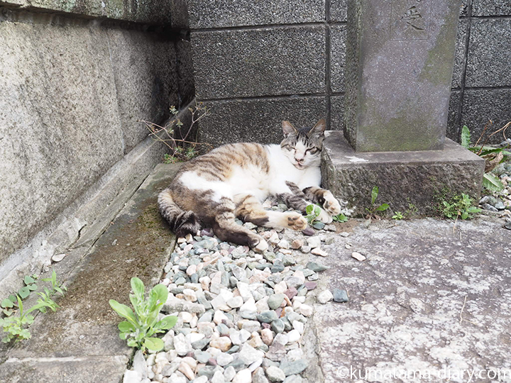 眠るキジトラ白猫さん