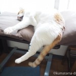 クッションからずり落ちそうな猫と、足を上げて眠る猫