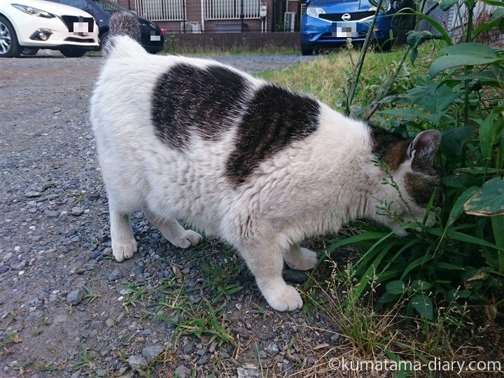 草を食べるキジトラ白猫さん