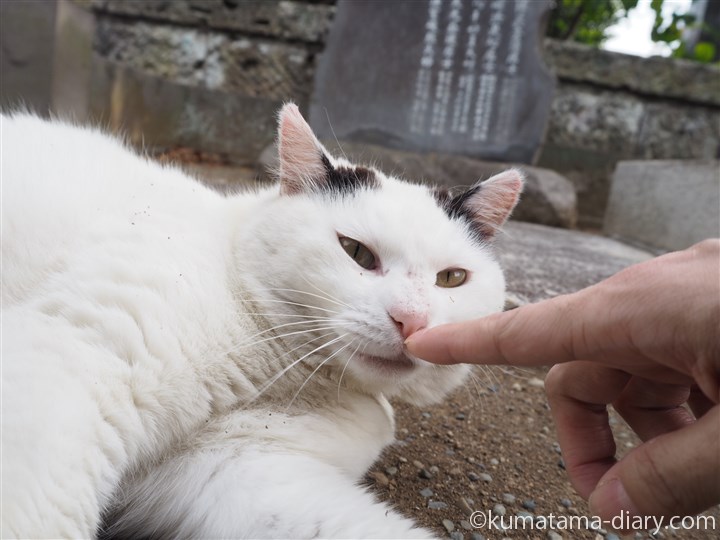 白黒猫さんの鼻に指
