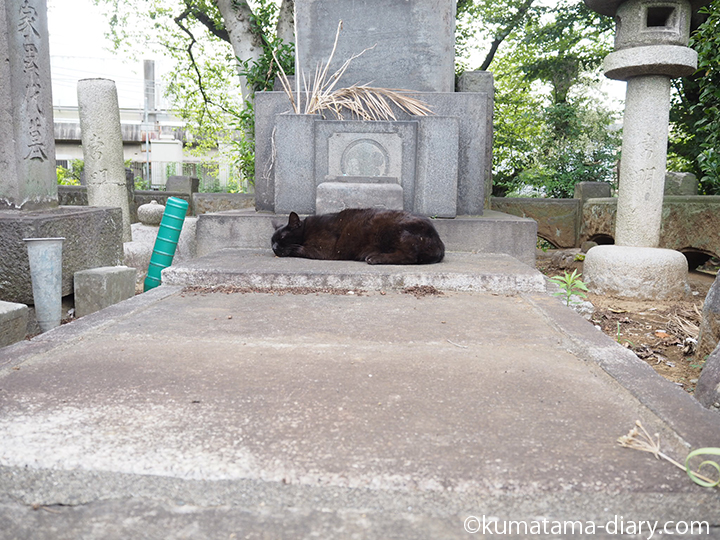 墓の前で寝る黒猫さん