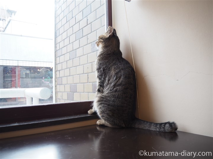 窓際のキジトラ猫さん