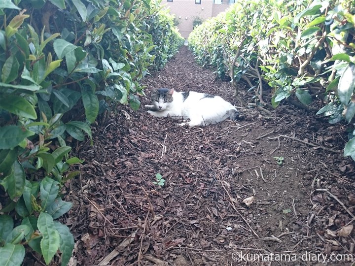 茶畑のキジトラ白猫さん