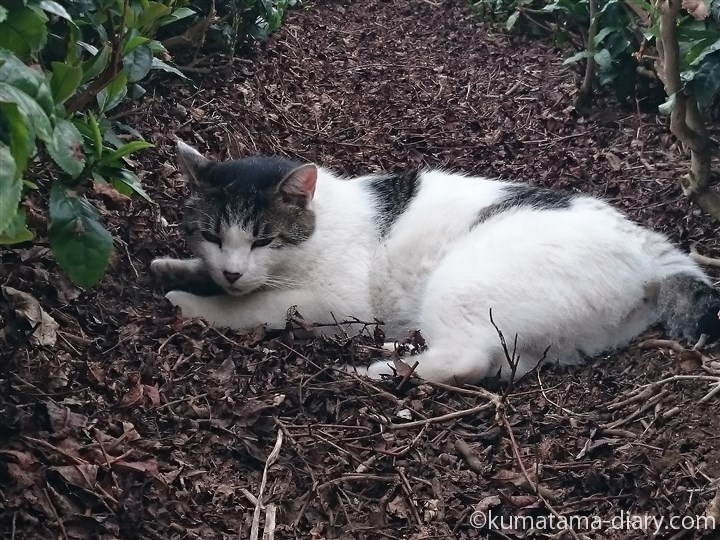 茶畑のキジトラ白猫さん