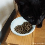 食事がしやすい猫用食器「まんまボウル」を使ってみました【レビュー】