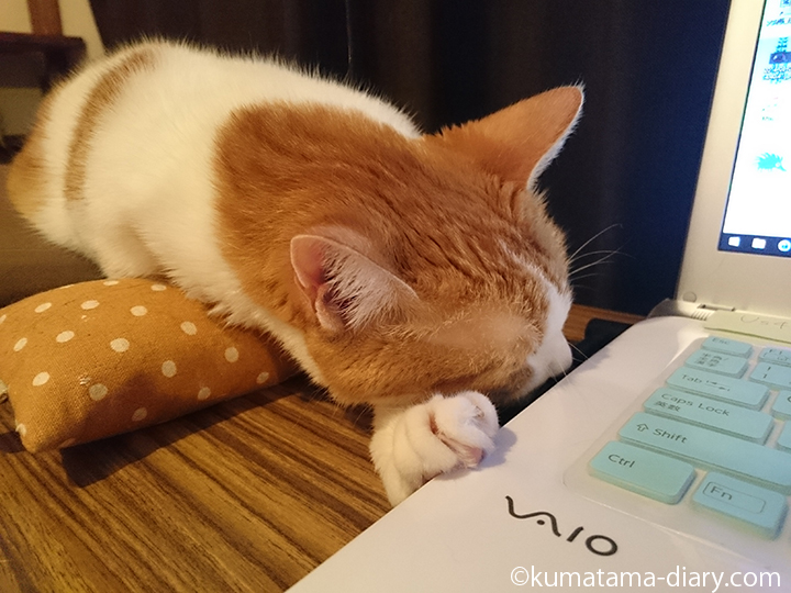 ノートパソコンに前足をかけ眠るたまきの顔
