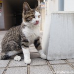 博多のキジトラ白猫さんは目の前でグルーミングするもお触り禁止でした
