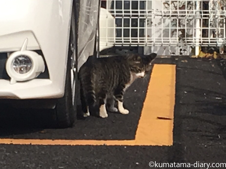 駐車場の猫さん