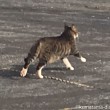 走る駐車場の猫さん