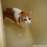 足が濡れても平気な猫～猫と一緒に半身浴～