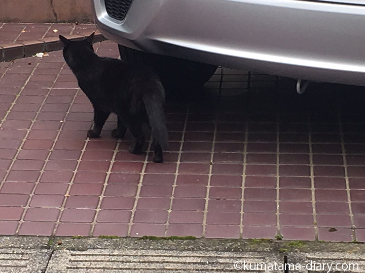 車の下の黒猫さん