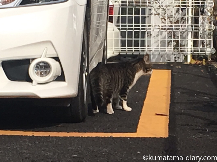 駐車場の猫さん