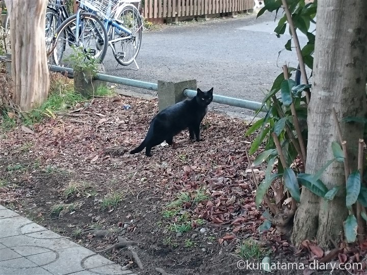 黒猫さん発見