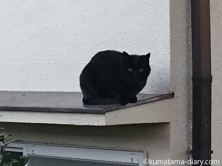 豪徳寺の黒猫さん