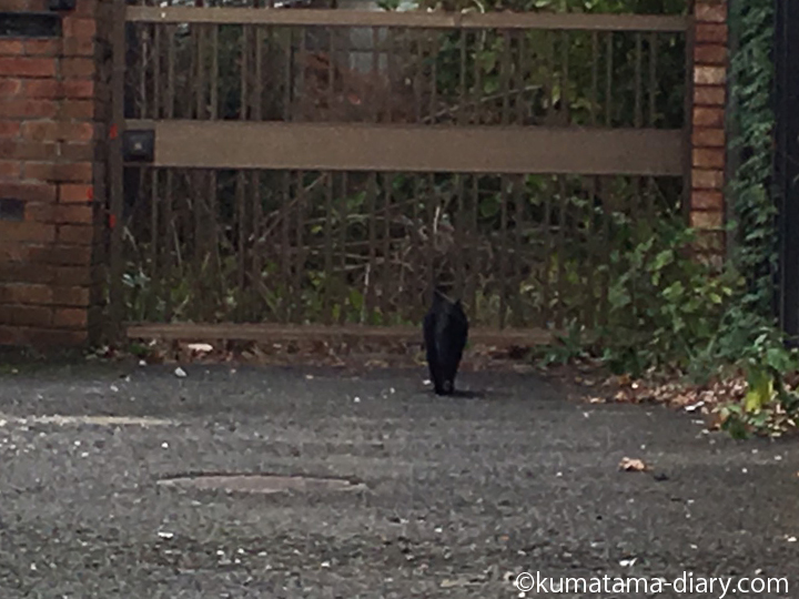 門へ向かう黒猫さん