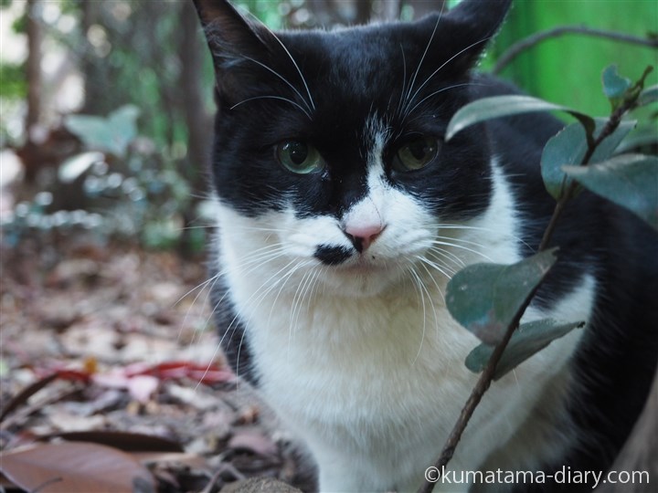 東池袋中央公園」の黒白猫さん