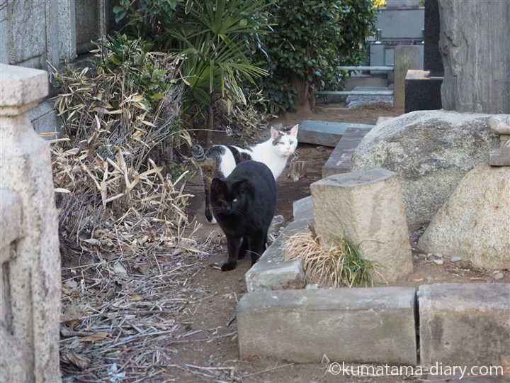 黒猫さんとキジトラ白猫さん