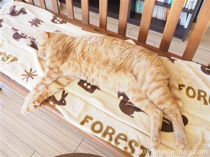 ベンチで寝る茶トラ猫さん